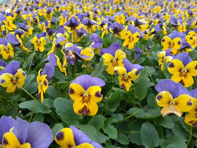 Binek Ryszard Gospodarstwo ogrodnicze